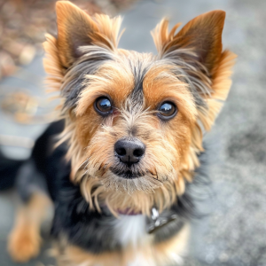 Corgi Yorkie Mix_cropped_0_0
